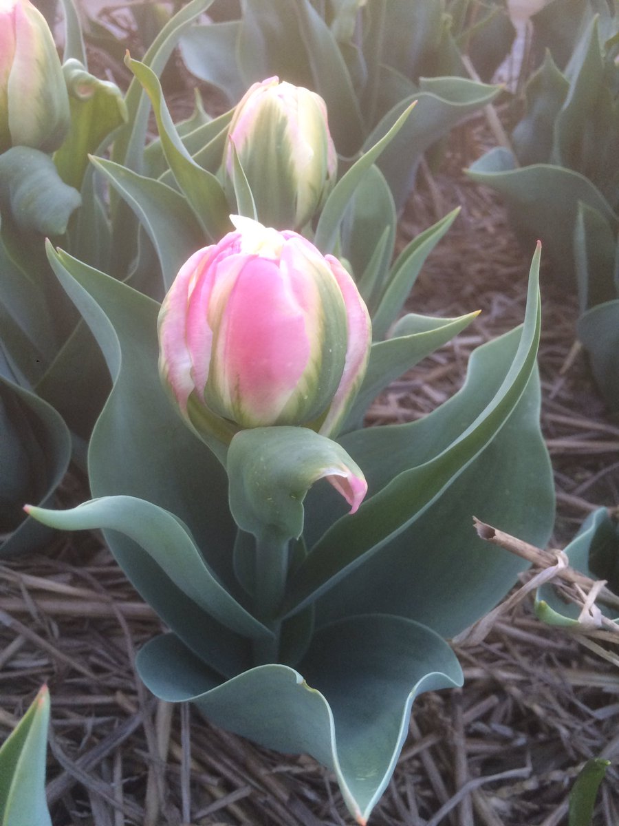 Morgen in Aalsmeer #FH #Tulpen #IceCream.