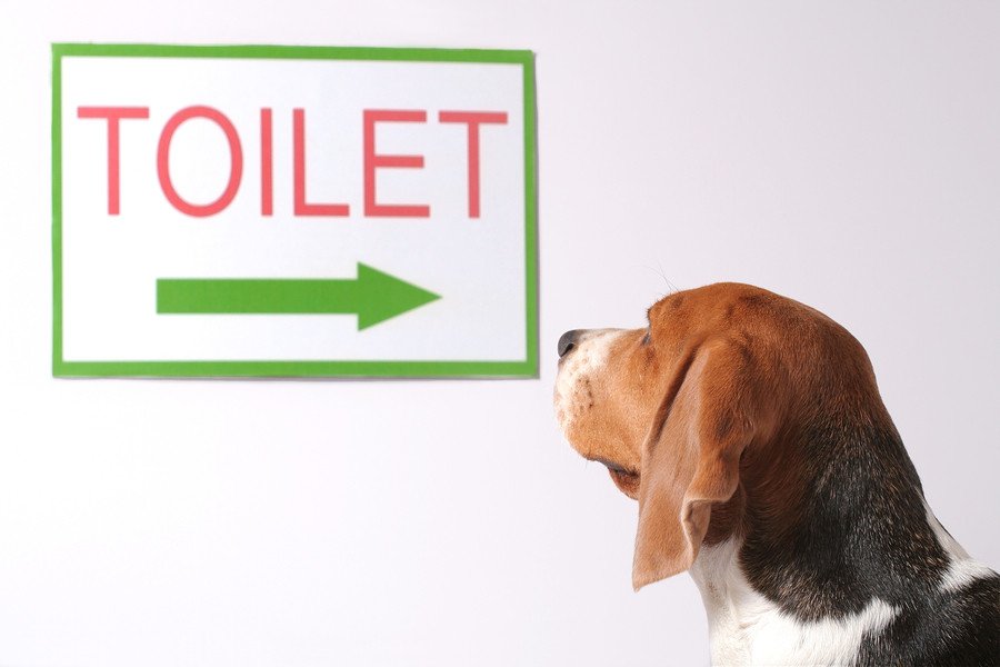 Info2shepherdz's tweet photo. Potty train your #germanshepherddog like a pro. Read and share your thoughts at https://t.co/Jq68npk72c https://t.co/iD36aEfRds