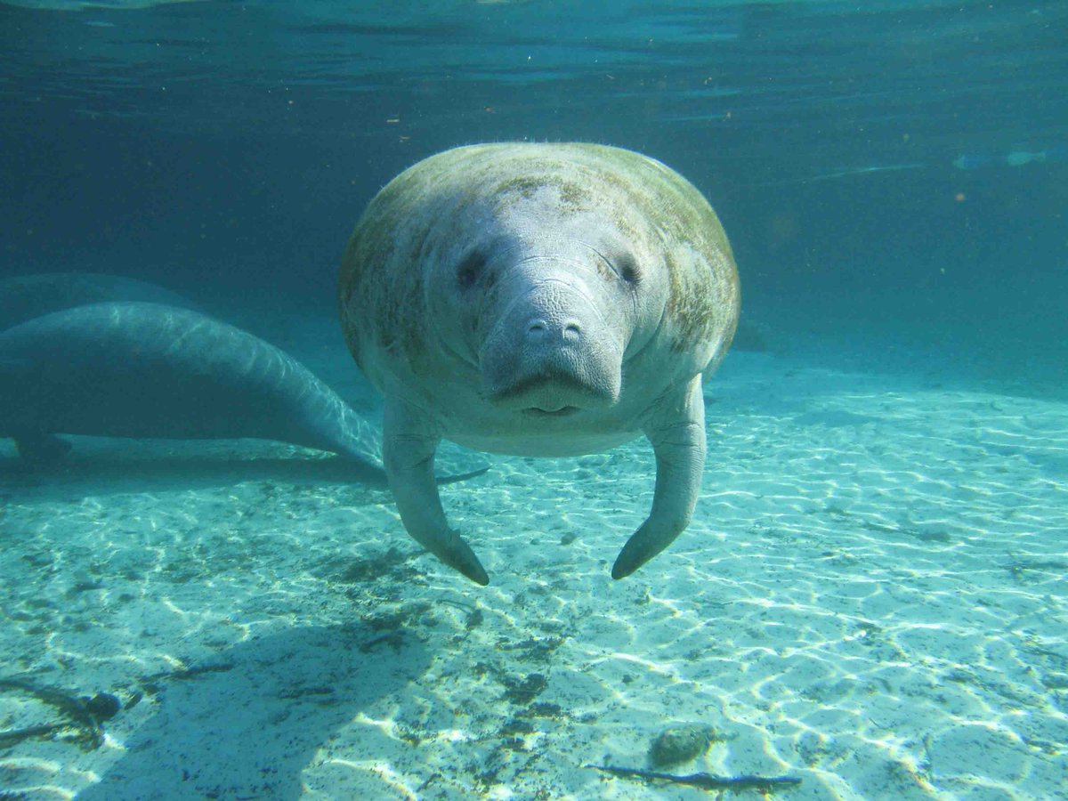 Blue_Frontier's tweet photo. Influence of Manatees' Diving on Their Risk of Collision with Watercraft #FreePaperFriday https://t.co/2fgBv8cmvh https://t.co/2r0WdU3PDn