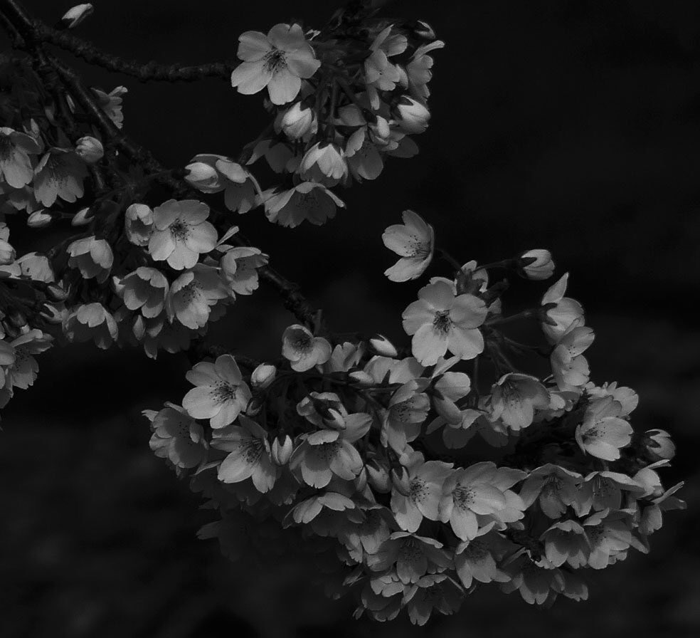 “기억하는 일은 왜 중요해요” 
“그것을 잘 떠나보내기 위해서지. 잘 떠나보낸 뒤 마음속에 살게 하기 위해서다.”
[김형경 /꽃피는 고래]