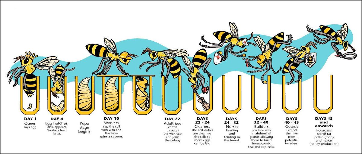 Rafael_Donack's tweet photo. The Honey Bee Life Cycle
https://t.co/vunEd3Nwgm
#honey 
#beekeeping 
#bees 
#hive 
#queen https://t.co/cyypLKQ8Eq