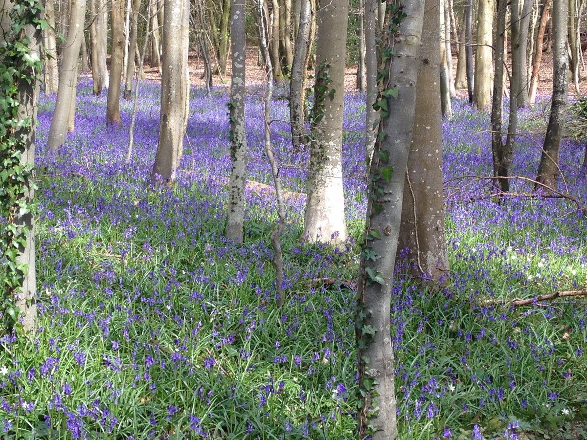 #bluebells in West Stoke on the edge of <a href="/sdnpa/">South Downs National Park</a>.5 mins down the road, so good for the soul!tinyurl.com/zckaepq