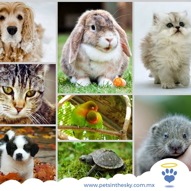 ¡En <a href="/PetsintheSky/">Pets in the sky</a> tenemos servicio para todo tipo de mascotas! Visita nuestro sitio web: petsinthesky.com.mx
