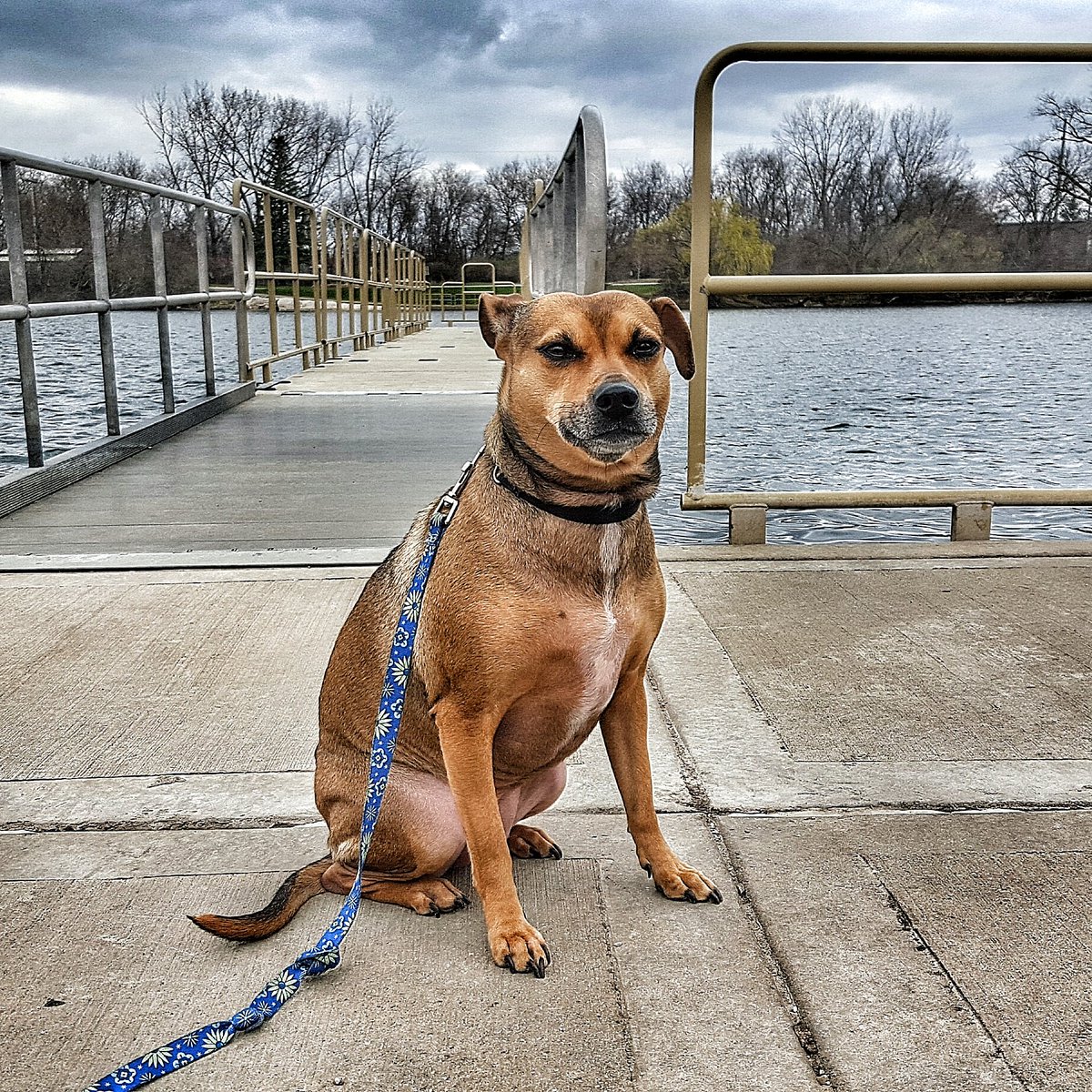 Free_From_Work's tweet image. Our #super #dog penny