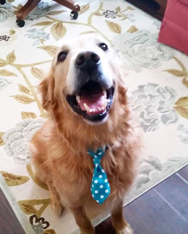 BkyrdPawtique's tweet photo. Drake is beyond adorable in his tie from us! https://t.co/ANSDIIlPib #dogs #dog #dogties #drake #smallbusiness #sc https://t.co/jMhIhxECib