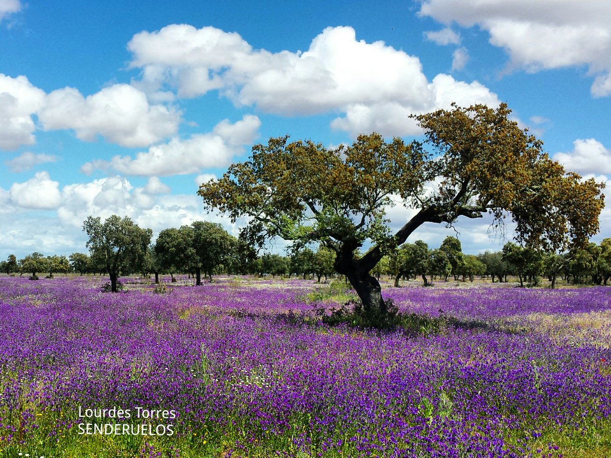 Senderuelos tweet media