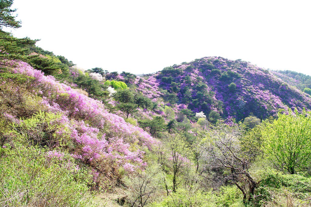 개인의 삶의 질은 자기가 선택한 분야에서 탁월해지려는 노력에 비례한다. - 빈스 롬바르디
#고려산