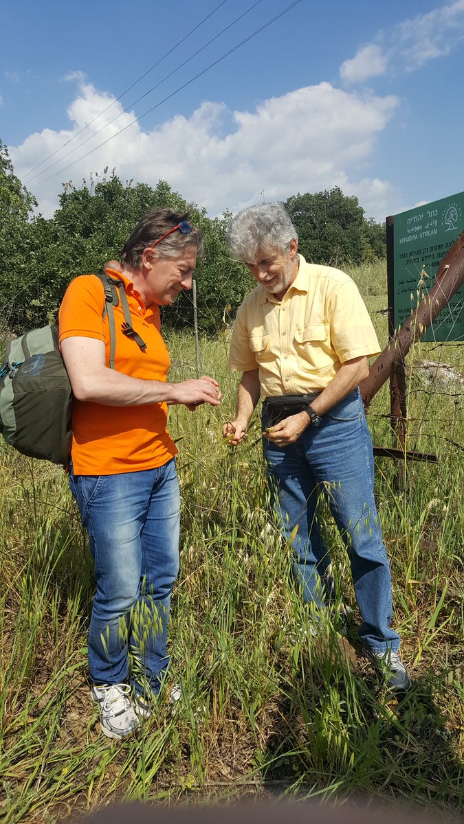 dinaraats's tweet photo. Roberto Tuberosa and Luigi Cattavelli rediscover a wild emmer https://t.co/efEsSIHf7M