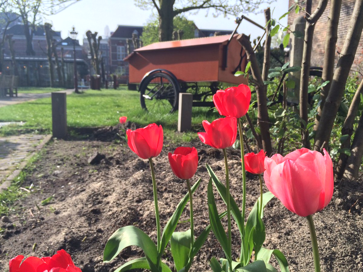 hoftuin's tweet image. De eerste #tulpen staan in bloei! @tulpfestival #Amsterdam #tulips