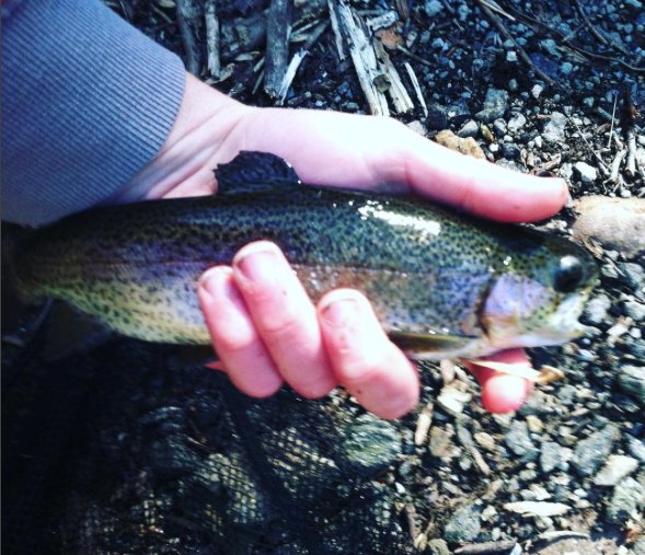 Trout I caught the other day