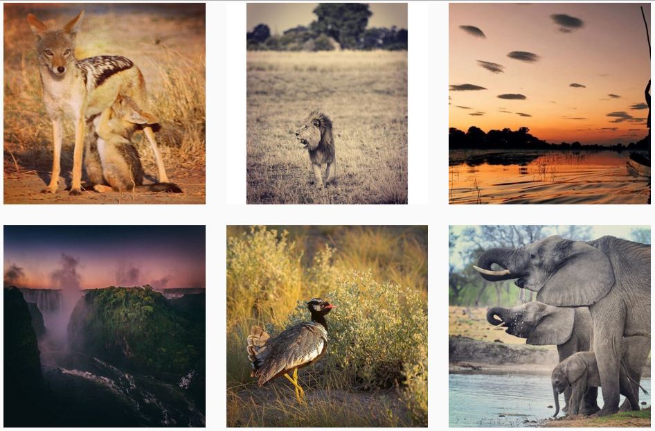 Do you <a href="/instagram/">Instagram</a>? We certainly do, and we promise a visual feast every day! instagram.com/wearewildernes… #safari