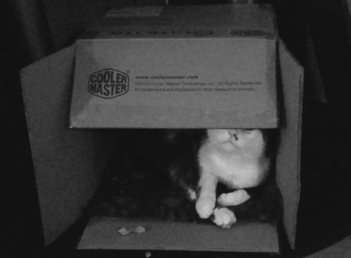 LidstromPeter's tweet photo. #mongothecat got a new favorite hideout :)
@CoolerMaster https://t.co/qKyvTZaMn2
