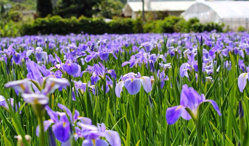 沖縄ローカルナビ オクラレルカの花畑 沖縄では今の季節をうりずん 初夏 と呼び この時期オクラレルカの花 が咲き始める 大宜味村喜如嘉の水田は薄紫色の花で埋め尽くされとても綺麗ですよ 花言葉は 素敵な予感 良い知らせ 沖縄 花畑