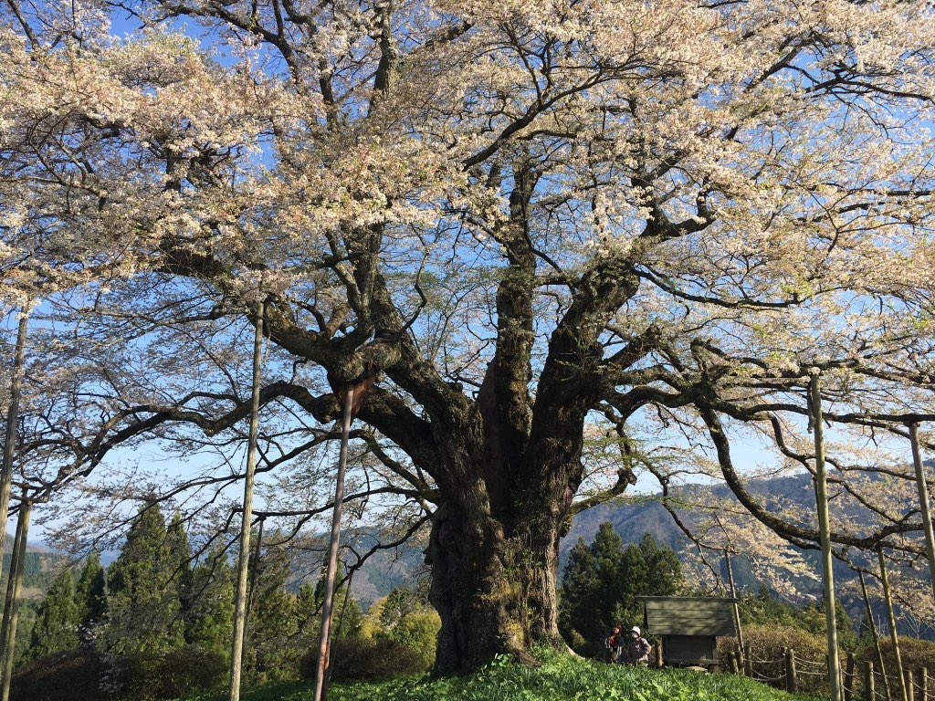 巨樹 巨木bot 岡山県真庭市 醍醐桜 単幹の桜としては日本最大 後醍醐天皇が隠岐に流される際に立ち寄り この桜を賛じたのが名前の由来との事 樹自体の大きさに加え山上の里の小高い丘の上での 一本立ちが映える 樹種はエドヒガン T Co Kiv8srlf6r