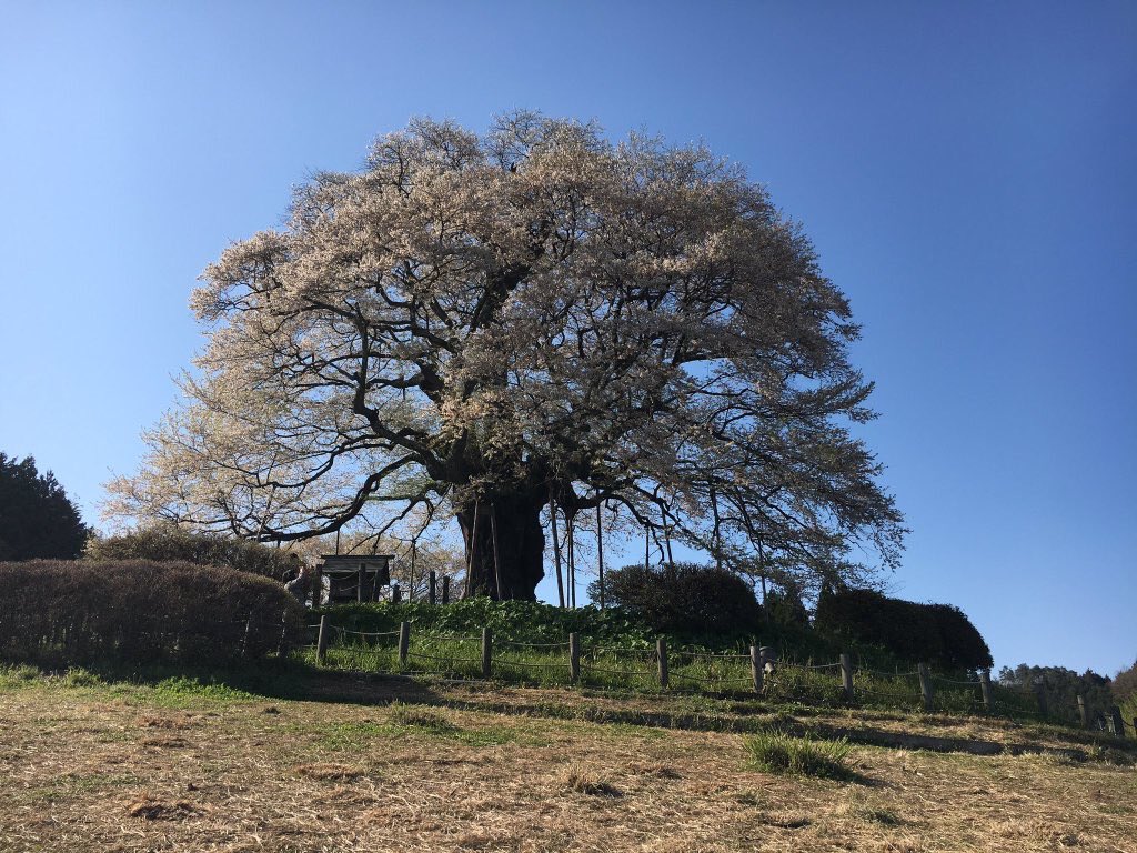 巨樹 巨木bot V Twitter 岡山県真庭市 醍醐桜 単幹の桜としては日本最大 後醍醐天皇が隠岐に流される際に立ち寄り この桜を賛じたのが名前の由来との事 樹自体の大きさに加え山上の里の小高い丘の上での 一本立ちが映える 樹種はエドヒガン T Co Nkad1rqcly