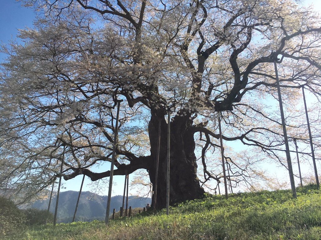 巨樹 巨木bot V Twitter 岡山県真庭市 醍醐桜 単幹の桜としては日本最大 後醍醐天皇が隠岐に流される際に立ち寄り この桜を賛じたのが名前の由来との事 樹自体の大きさに加え山上の里の小高い丘の上での 一本立ちが映える 樹種はエドヒガン Https T Co Nkad1rqcly