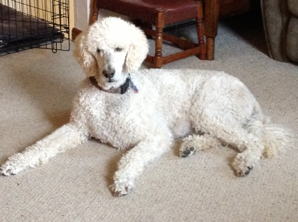 scottnmiller's tweet image. This big guy is 10 today! Happy birthday, Flanders! @VailDailyDogs