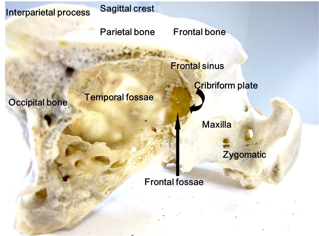 aneNeuro's tweet photo. Inside your #dogskull #dogbrain #skull https://t.co/pVRHQ4kgbc