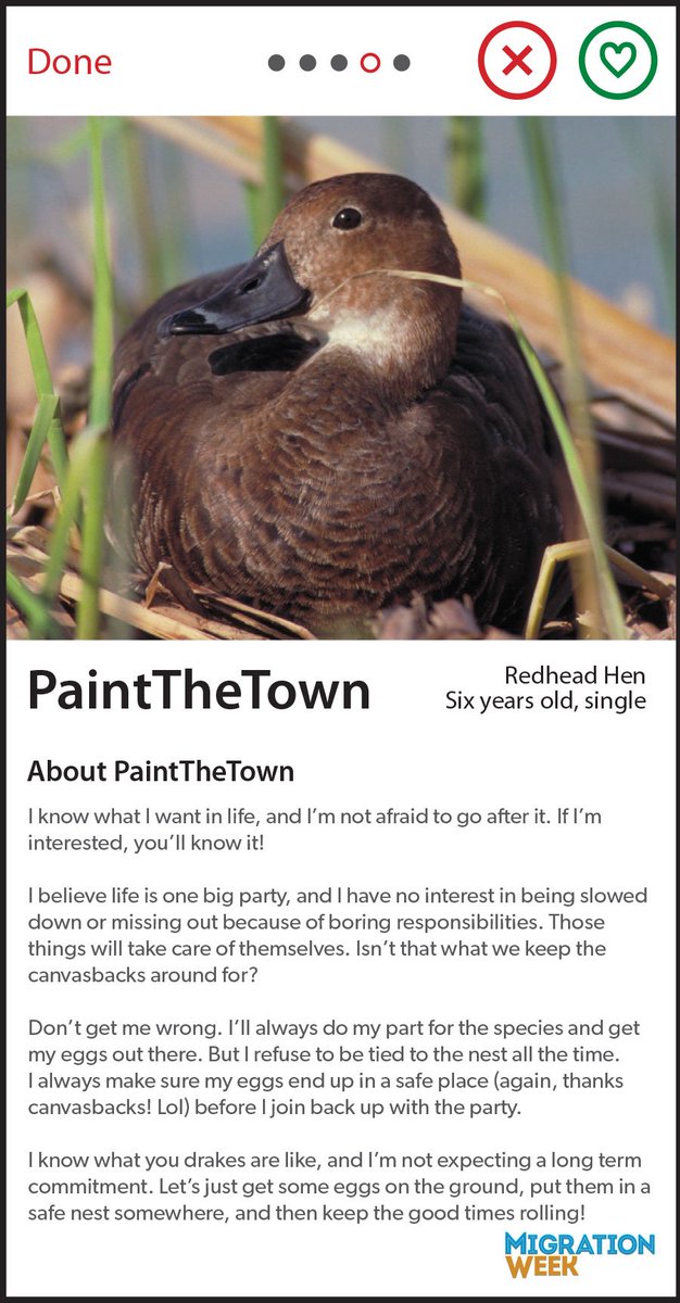 ducanada's tweet image. #Tbt to #SpringMigrationWeek when returning #waterfowl were looking for love. #DatingProfile #Geese #Ducks #Spring