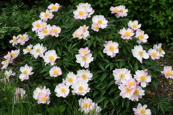 inbotanicalmood's tweet photo. la #Peoniabianca per bilanciare le funzioni del fegato e nutrire il sangue https://t.co/FV5D3Q84m7 https://t.co/9JYTkoPu9Z