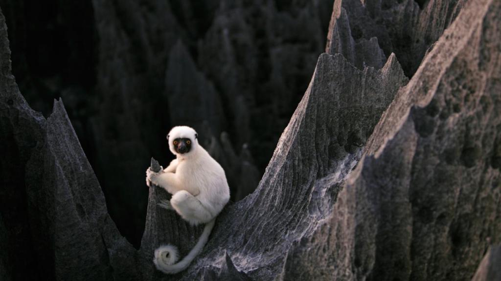 Merab_Dickens's tweet photo. Madagascar’s Labyrinth of stone https://t.co/mgGZXyuc2O https://t.co/XFJrnnrkBz