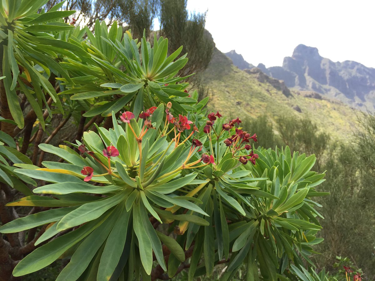 IgnacioGarciaGT's tweet photo. Euphorbia atropurpurea, native to Tenerife, #endemism #BotanyFieldTrip #ecology #plant  @GeoTenerife April2016 https://t.co/hgMkXDX3wP