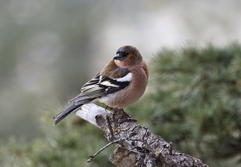 ekosaimbeyli's tweet photo. A #Common #Chaffinch ( #Fringilla #coelebs). #Saimbeyli - #Adana, #Turkey.
#ecotourism: https://t.co/ftqWZdjejd https://t.co/1W7rraIk4q