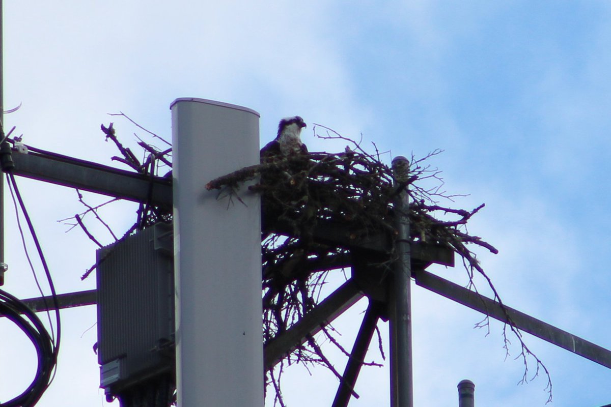 IAGH's tweet photo. She's quite comfortable up there. We might be seeing some little sea hawks soon! #gigharbor #iagh #osprey https://t.co/X8MAguccJu