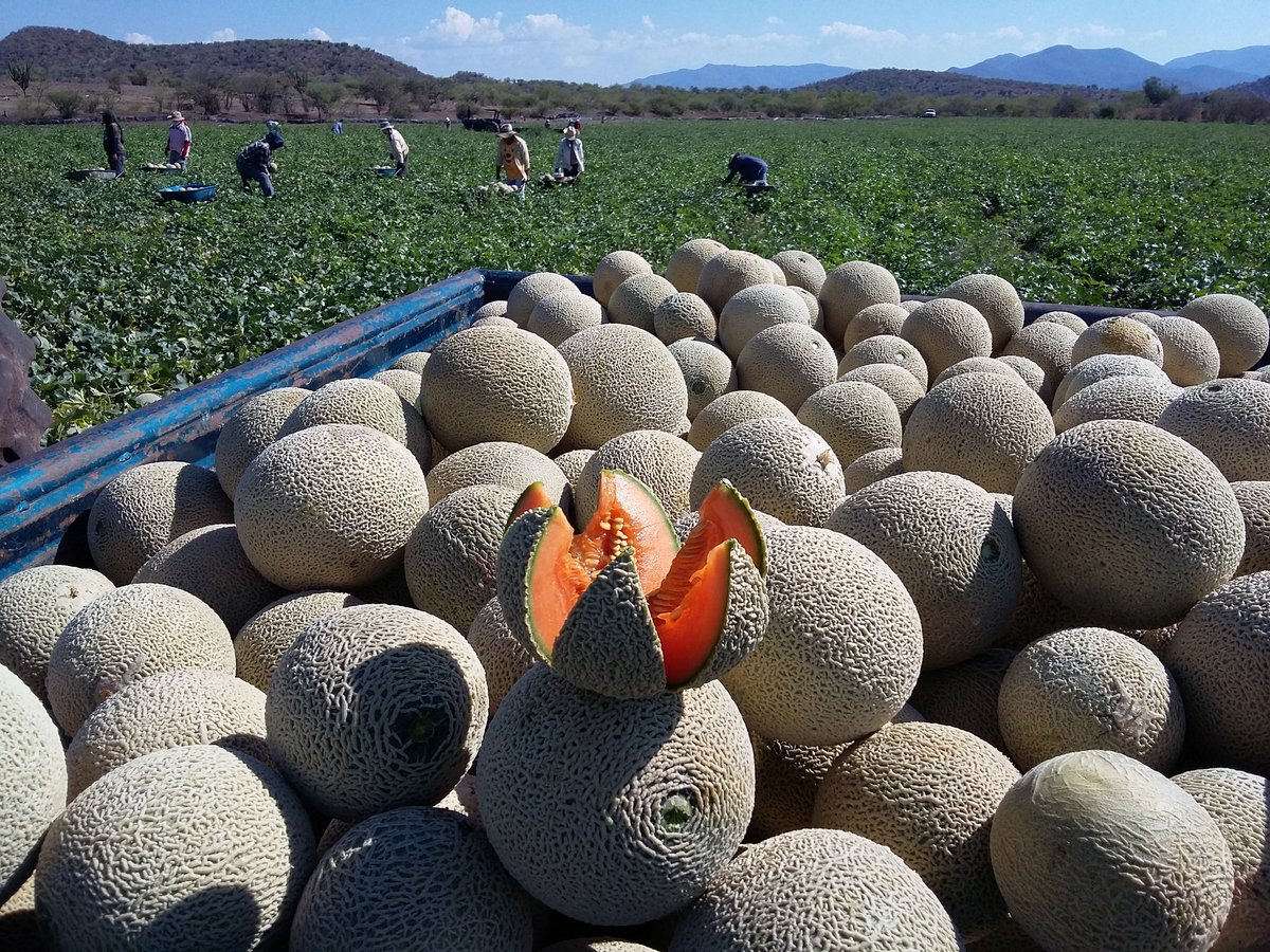noevalagro's tweet photo. #Valagro paquete tecnológico en el cultivo con nuestros amigos en #Michoacán https://t.co/eJj28bPZ2l