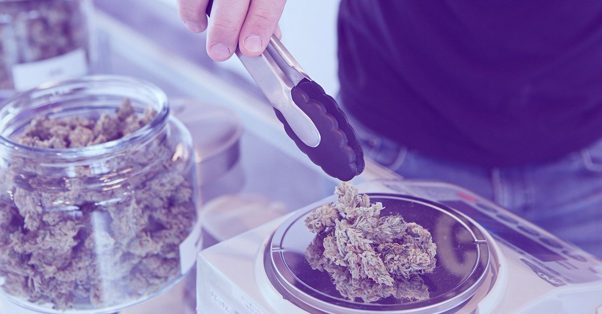 GetBudding's tweet image. More professional #cannabisphotography coming soon! mantis.link/Vkwqzw1JZ #getbudding