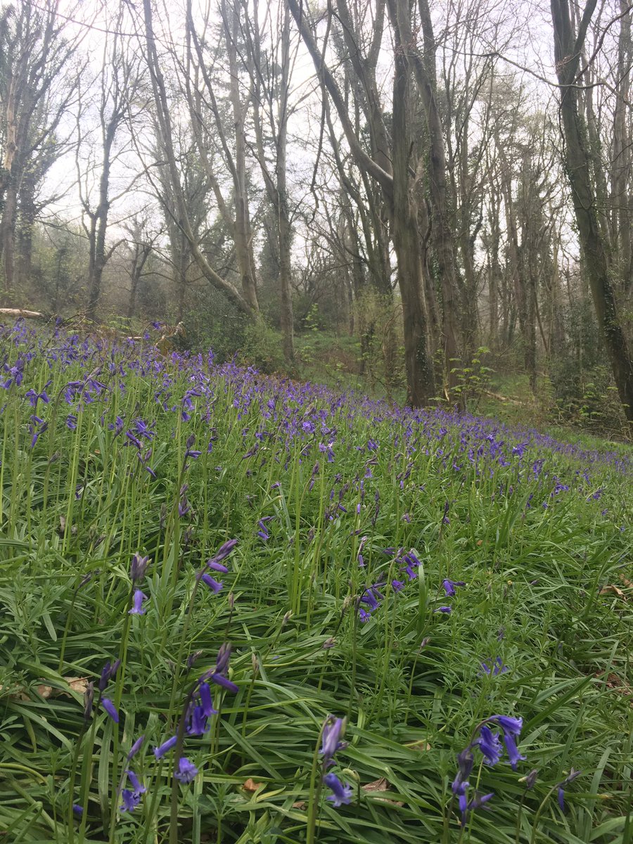 A dull morning made a little lighter whilst working amongst a carpet of Blue bells @blackenviro #NationalTrust
