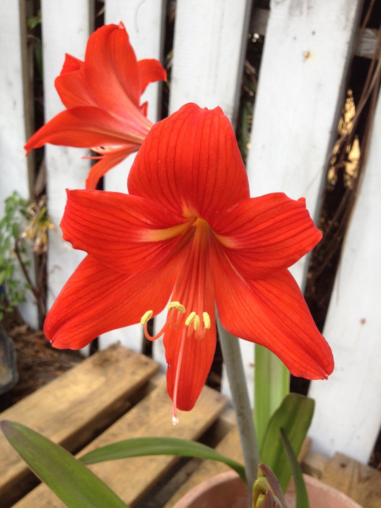 Welcome Home Bistro (@personalchefc) on Twitter photo 