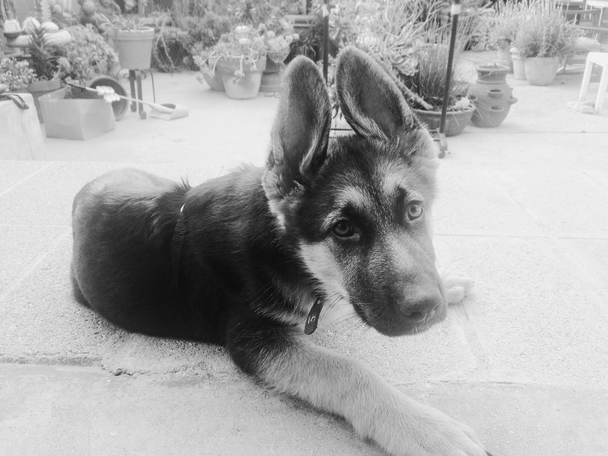 tdelarosaphoto's tweet image. Rudy&apos;s ears would be good for ring toss. #puppy #bionicears #bigears #germanshepherd #dog