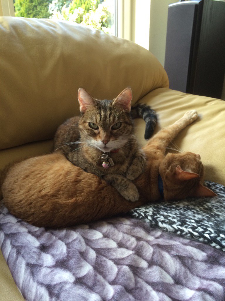 MickyDWolf's tweet photo. Yep, she's the boss! https://t.co/WvseOch23M