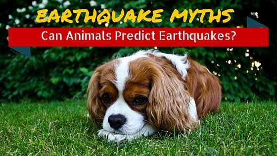 Earthquake Kit Guide tweet media