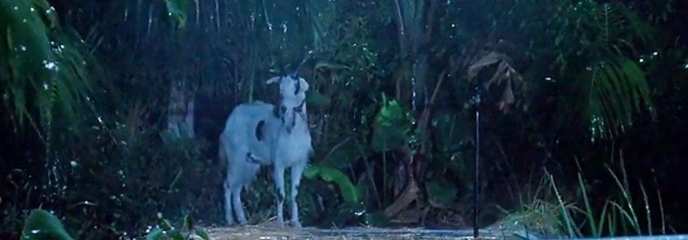 ChalifourLia's tweet image. Joseph Smith gives us flashbacks of the Jurassic Park goat scene with his PER devices for chinook salmon at #SSEC16