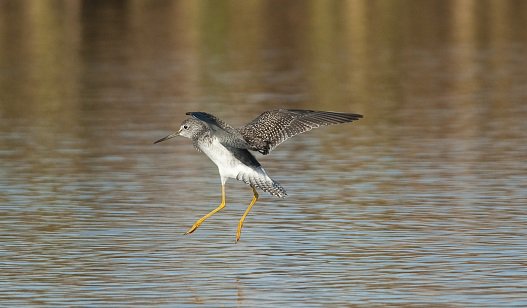 ducanada's tweet image. Long legs, long bills, long distance! #Shorebirds have far to go. Read: bit.ly/1MwbYx1 #SpringMigrationWeek