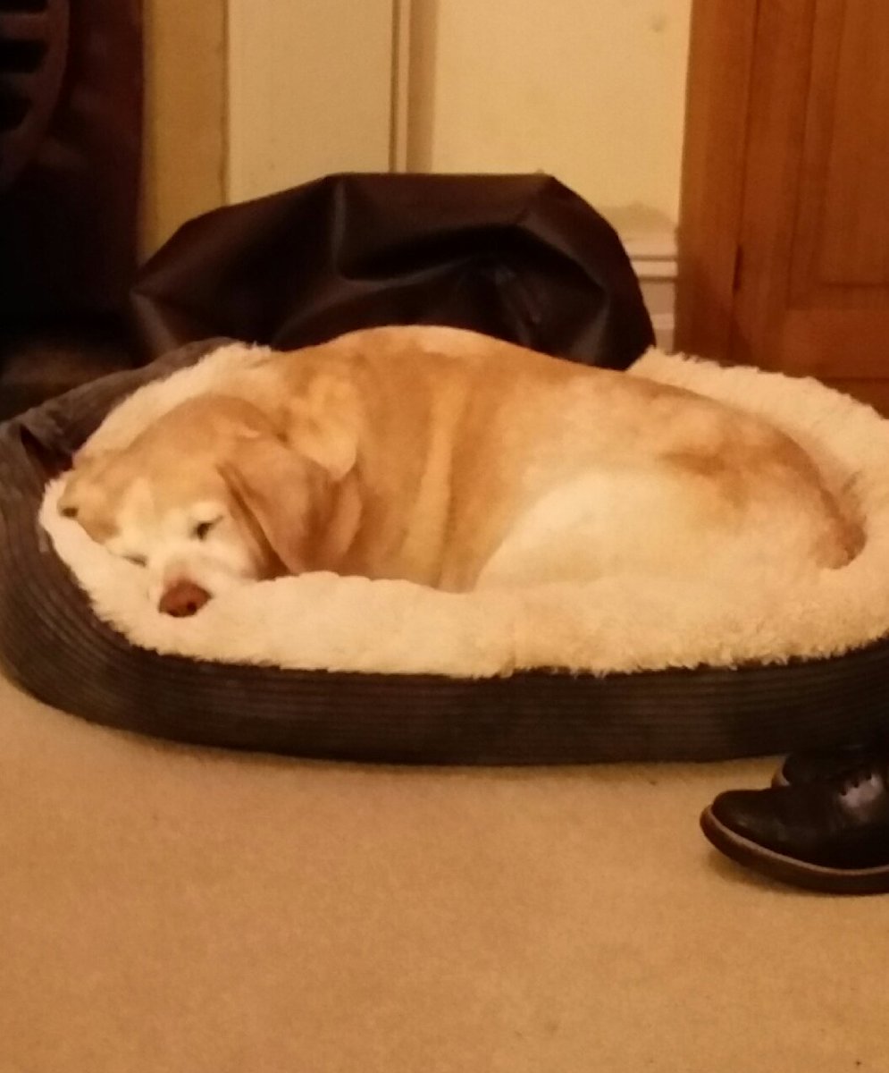 Tealsplash's tweet photo. Life is tough I think I'll sleep. https://t.co/4arw6bbNJm