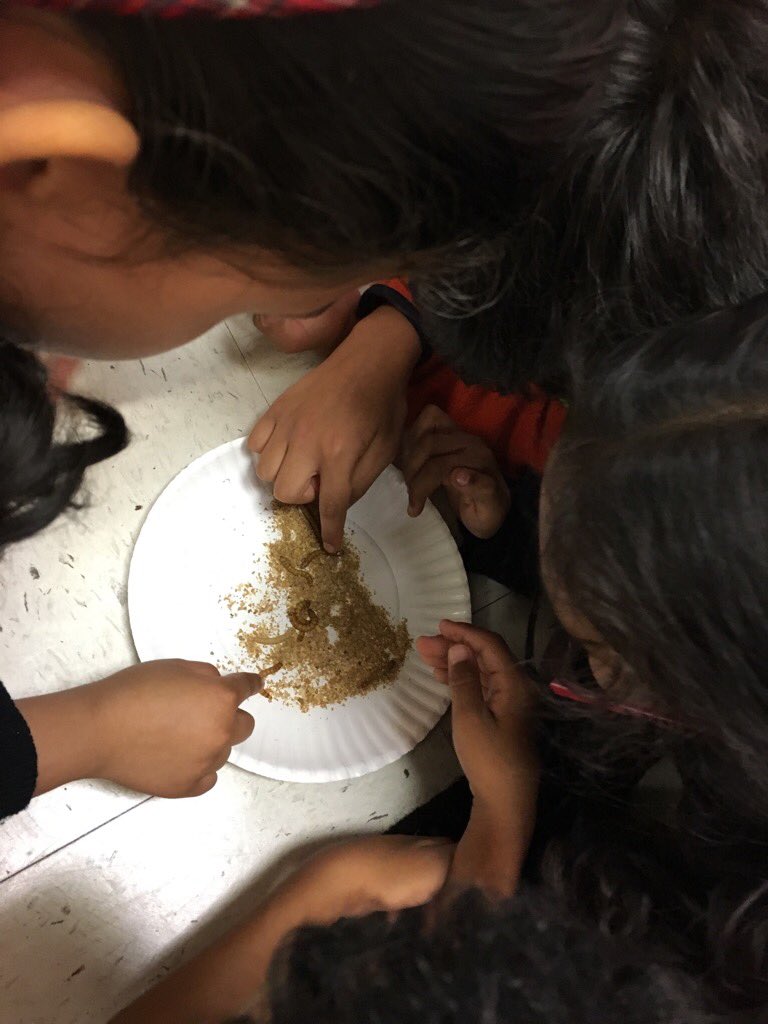 MrsIslamsClass's tweet image. Getting hands on with our mealworms! #lifecycles @WESWildcat