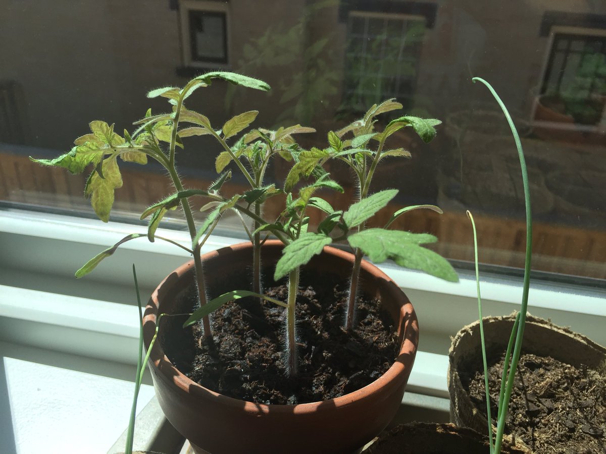 wxmarkj's tweet photo. Heirloom tomatoes starting in pots. Will transfer from clay pot to peat pot today #gardening https://t.co/hw6fI1R3ya