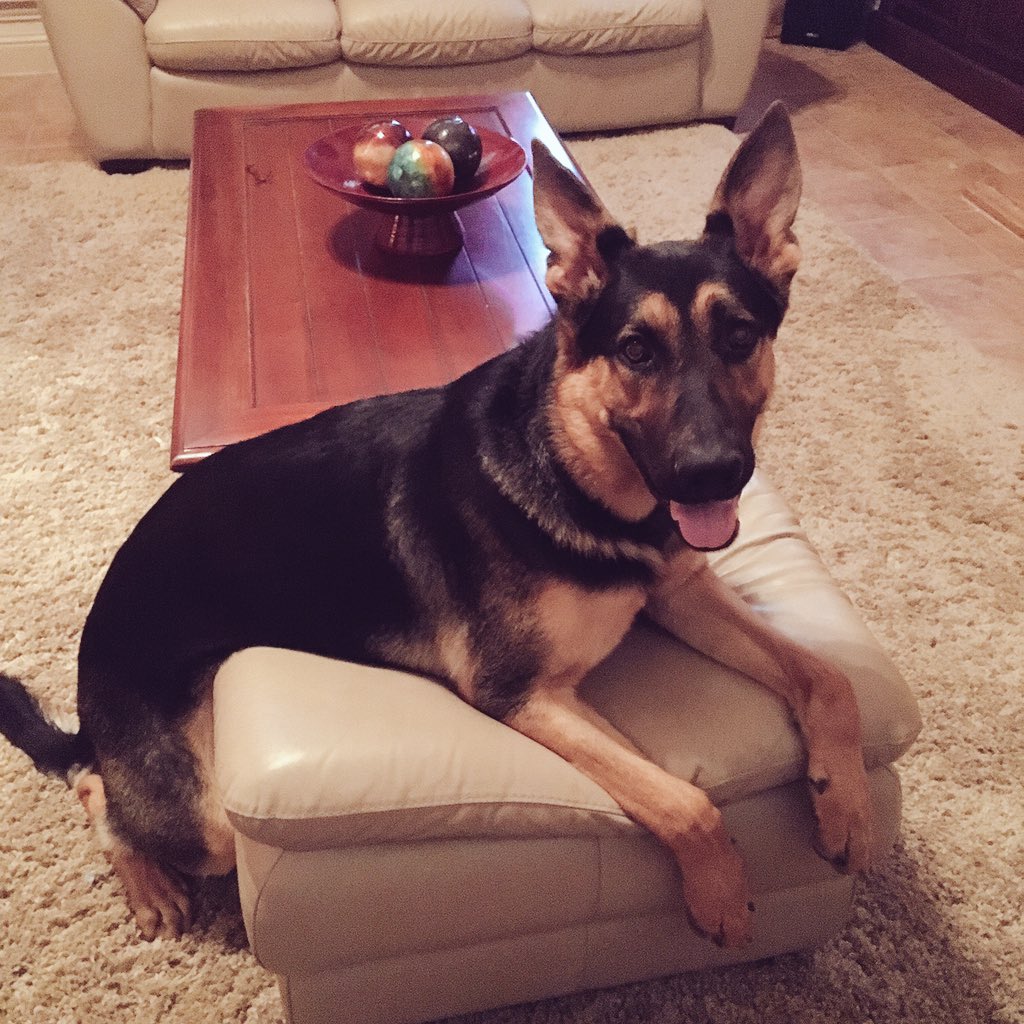 Peyton_EEdwards's tweet photo. Going home in one week cannot wait to see my big baby 😍😍😍😍#charlieace #GSD #10months #puppylove he is so darn cute https://t.co/QATM1r6DIV