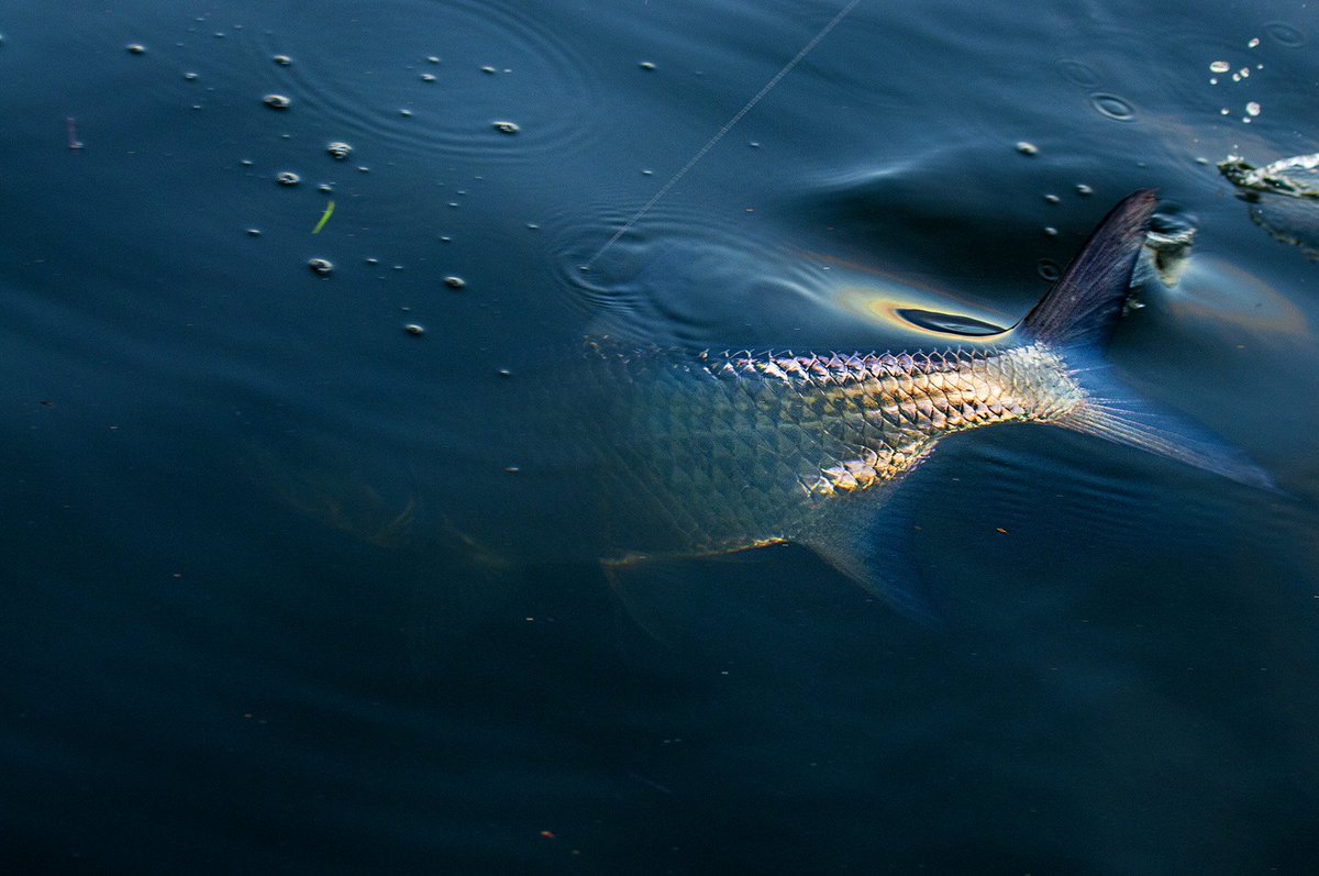 TrueFliesllc's tweet photo. There's nothing quite like the golden flash of a dark water tarpon bite at sunrise. #lifeoffthechart https://t.co/1ctgaRKIFa