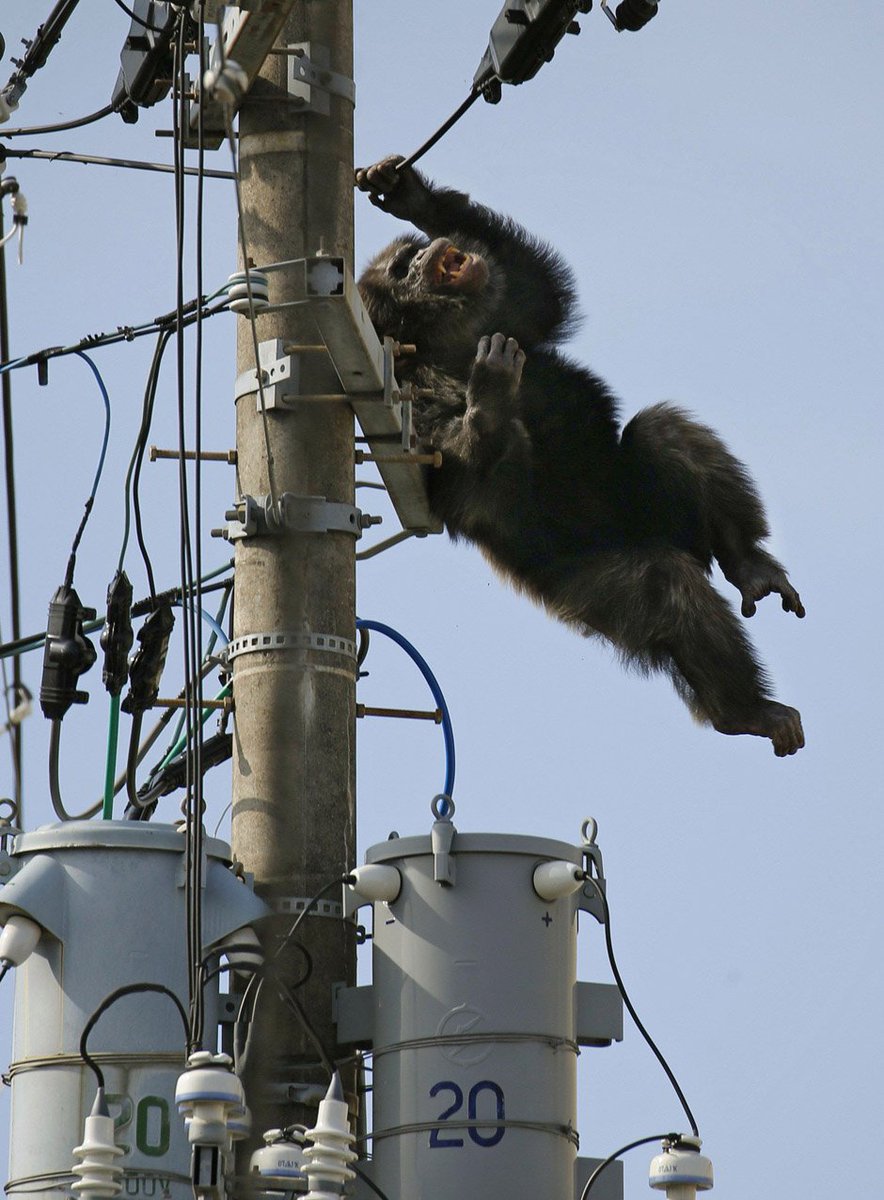 nationalpost's tweet image. Video captures moment fugitive chimp falls from power line after desperate zoo escape bid  natpo.st/22x5cbY