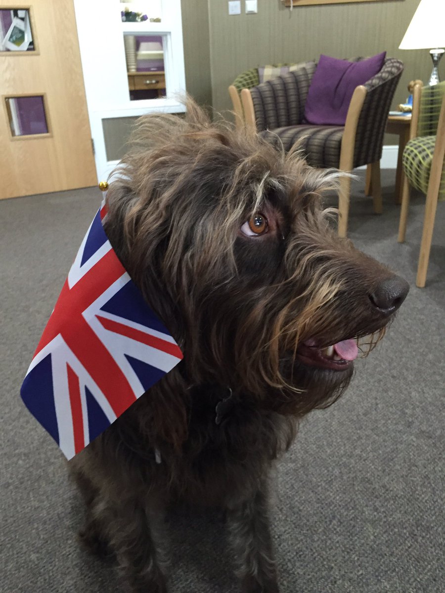 Buck_Lodge's tweet photo. #SirTerrydetour - #amazing #labrdoodle #impressed https://t.co/k6QYROQ2zr