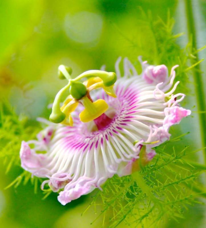 Do you have a passion for passion flowers? We love this pink variety!