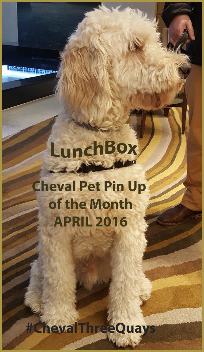 Cheval_Global's tweet photo. Lunch Box is our #ChevalPetPinUp for April. #ChevalThreeQuays. He gave a resounding #FivePaws https://t.co/vmusmyGJZJ