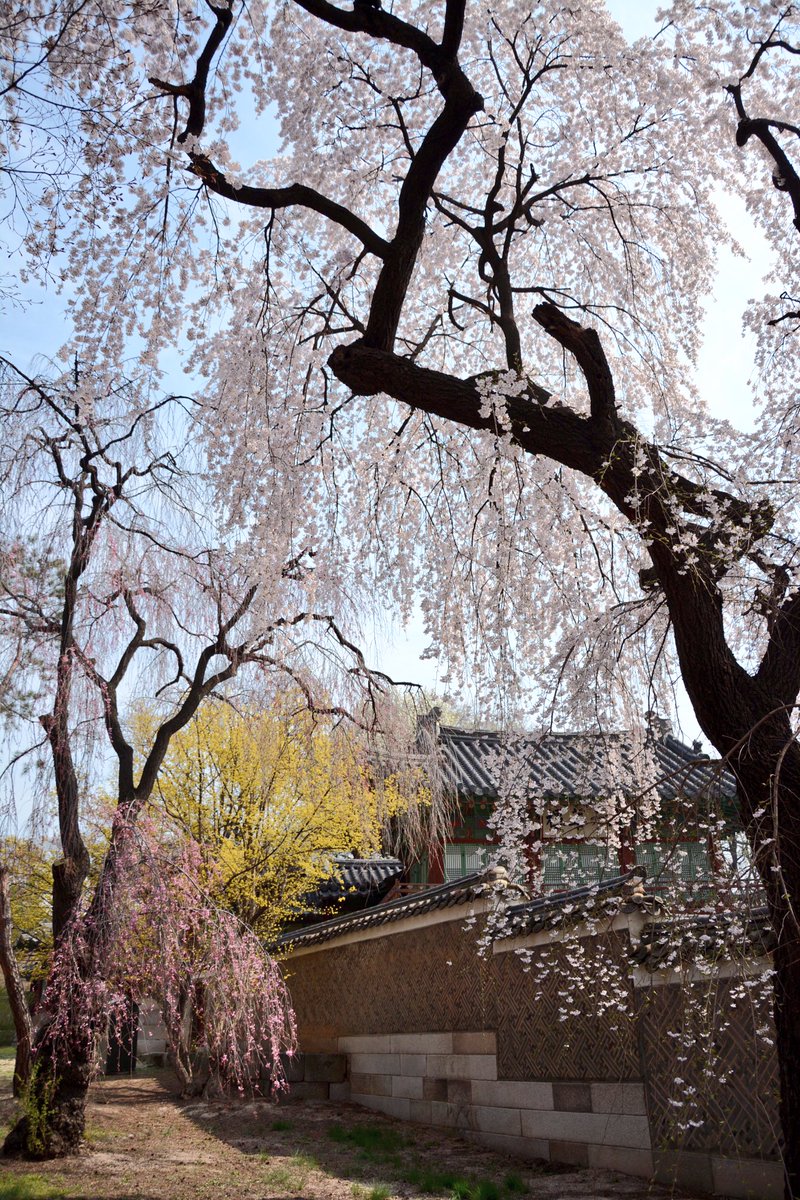 Dear friends, I'll be of 3 weeks, traveling. This photo taken at Changdeok palace of Seoul.