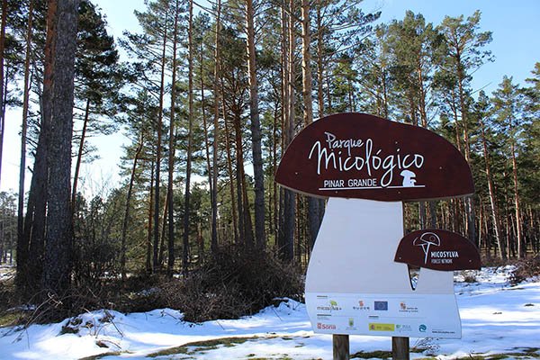 Reunión para coordinar las acciones de I+D+i en parque micológico de Pinar Grande <a href="/FCesefor/">Fundación Cesefor</a> elmirondesoria.es/provincia/85-c…