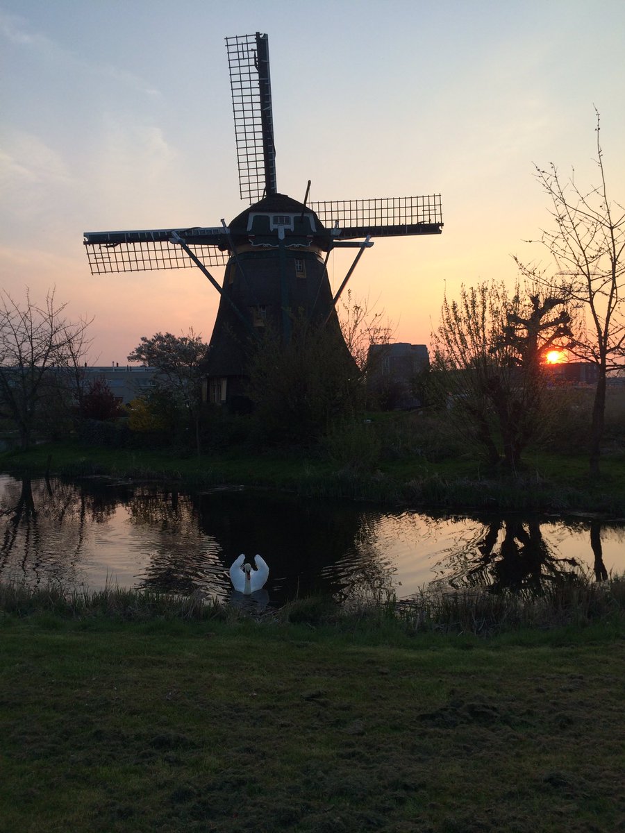 FiorenzaMella's tweet photo. TY for the RT!.@zeonlight2013 The windmill and the swan. #instaphoto #nature #Netherlands https://t.co/2Jn8ws5cO8
