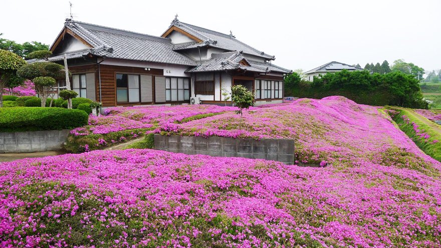 MarieMesi's tweet photo. Husband spends 2 years planting thousands of scented flowers for his blind wife to smell &amp; get her out of depression https://t.co/722UkHPHon